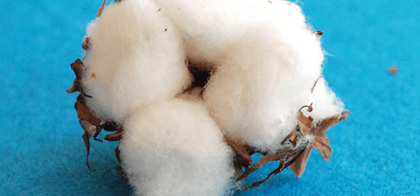 What is Organically Grown Cotton?